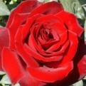 Rosa sp. `Barcarolle` (Rózsa - Teahibrid: Barcarolle)