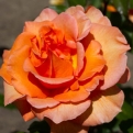 Rosa sp. `Doris Tysterman` (Rózsa - Teahibrid: Doris Tysterman)