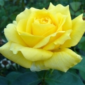 Rosa sp. `Landora` (Rózsa - Teahibrid: Landora)