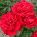 Rosa sp. `Nina Weibull` (Rózsa - Bokorrózsa - Parkrózsa: Nina Weibull)