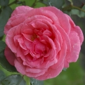 Rosa sp. `Pariser Charme` (Rózsa - Teahibrid: Pariser Charme)