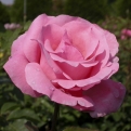 Rosa sp. `Queen Elizabeth` (Rózsa - Bokorrózsa: Queen Elizabeth (Erzsébet Királynő))