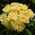 Rosa banksiae `Lutea Plena` (Aranysárga teltvirágú Banks rózsa)