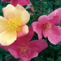 Rosa chinensis `Mutabilis` (Kétszínű kínai rózsa)