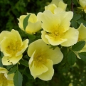 Rosa hugonis (Kínai arany rózsa)