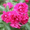 Rosa rugosa `Grootendorst Supreme` (Lila szegfűvirágú japán rózsa)