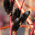 Salix gracilistyla `Melanostachys` (Fekete barkájú japánfűz)