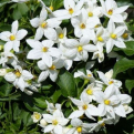 Solanum jasminoides (laxum) `Alba` (Fehér Virágú kúszó jázmincsucsor)