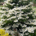 Viburnum plicatum `Summer Snowflake` (Summer Snowflake japán (redőslevelű) bangita)