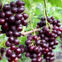 Vitis `Ajuta` (Ellenálló szőlő: Ajuta)