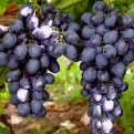 Vitis `Ajvaz` (Ellenálló szőlő: Ajvaz)