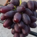 Vitis `Alvika` (Ellenálló szőlő: Alvika)