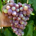 Vitis `Andrjusa` (Ellenálló szőlő: Andrjusa)