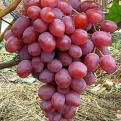 Vitis `Anjuta` (Ellenálló szőlő: Anjuta)