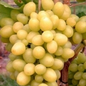 Vitis `Arkadia` (Arkadia rezisztens csemegeszőlő)