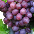 Vitis `Armani` (Ellenálló szőlő: Armani)