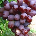 Vitis `Ataman` (Ellenálló szőlő: Ataman)
