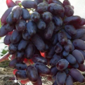 Vitis `Bajkonur` (Ellenálló szőlő: Bajkonur)