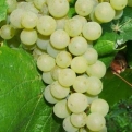Vitis `Iza Zalivska` (Iza Zaliwska) (Ellenálló szőlő: Iza Zalivska (Iza Zaliwska))