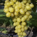 Vitis `Augusztusi Muskotály`= Palatina (Prim) (Augusztusi muskotály = Palatina (Prim) rezisztens csemegeszőlő)