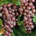 Vitis `Reliance` (Ellenálló szőlő: Reliance MAGNÉLKÜLI csemegeszőlő)