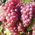 Vitis `Somerset` (Somerset MAGNÉLKÜLI szőlő)