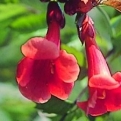 Campsis radicans `Praecox` (Praecox sötétpiros virágú trombitafolyondár)