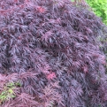 Acer palmatum `Dissectum Garnet` (Szeldelt vöröslevelű japán juhar)