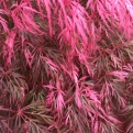 Acer palmatum `Pink Ballerina` (Pink Ballerina szeldelt levelű japán juhar)