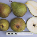 Pyrus communis `Jodoigne` (Körte: Jodoigne)