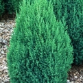 Juniperus chinensis 'Stricta' 12 db! (Oszlopos kék kínai boróka 12 DB-OS SÖVÉNYAKCIÓ!)