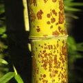 Phyllostachys nigra `Boryana` (Kínai leopárdbambusz)