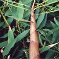 Phyllostachys nigra `Henonis` (Hamvasszárú óriásbambusz)