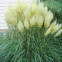 Cortaderia selloana `Pumila` (Alacsony pampafű)