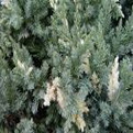 Juniperus chinensis ’Expansa Variegata’  (Fehértarka kúszó kínai boróka)