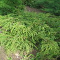 Juniperus communis ’Depressa Aurea’  (Aranylombú terülő közönséges boróka)