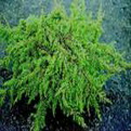 Juniperus communis ’Green Carpet’