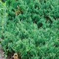 Juniperus horizontalis ’Douglasii’  (Kékderes henyeboróka)