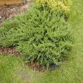 Juniperus horizontalis ’Plumosa’  (’Plumosa’ henyeboróka)
