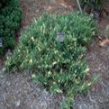 Juniperus horizontalis ’Variegata’  (Tarka henyeboróka)