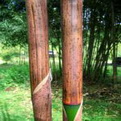 Phyllostachys glauca  (Kék bambusz)