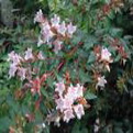 Abelia grandiflora `Semperflorens` (Nagyvirágú tárnicslonc Semperflorens)