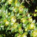 Berberis verruculosa  (Bibircses borbolya)