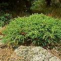 Juniperus communis ’Repanda’  (Terülő közönséges boróka)