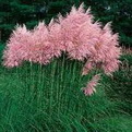 Cortaderia selloana `Rosea` (Rózsaszín bugájú pampafű)