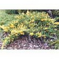 Juniperus chinensis ’Expansa Aureospicata’  (Aranytarka kúszó kínai boróka)
