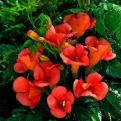 Campsis `Red Tarantella` (Red Tarantella trombitafolyondár)