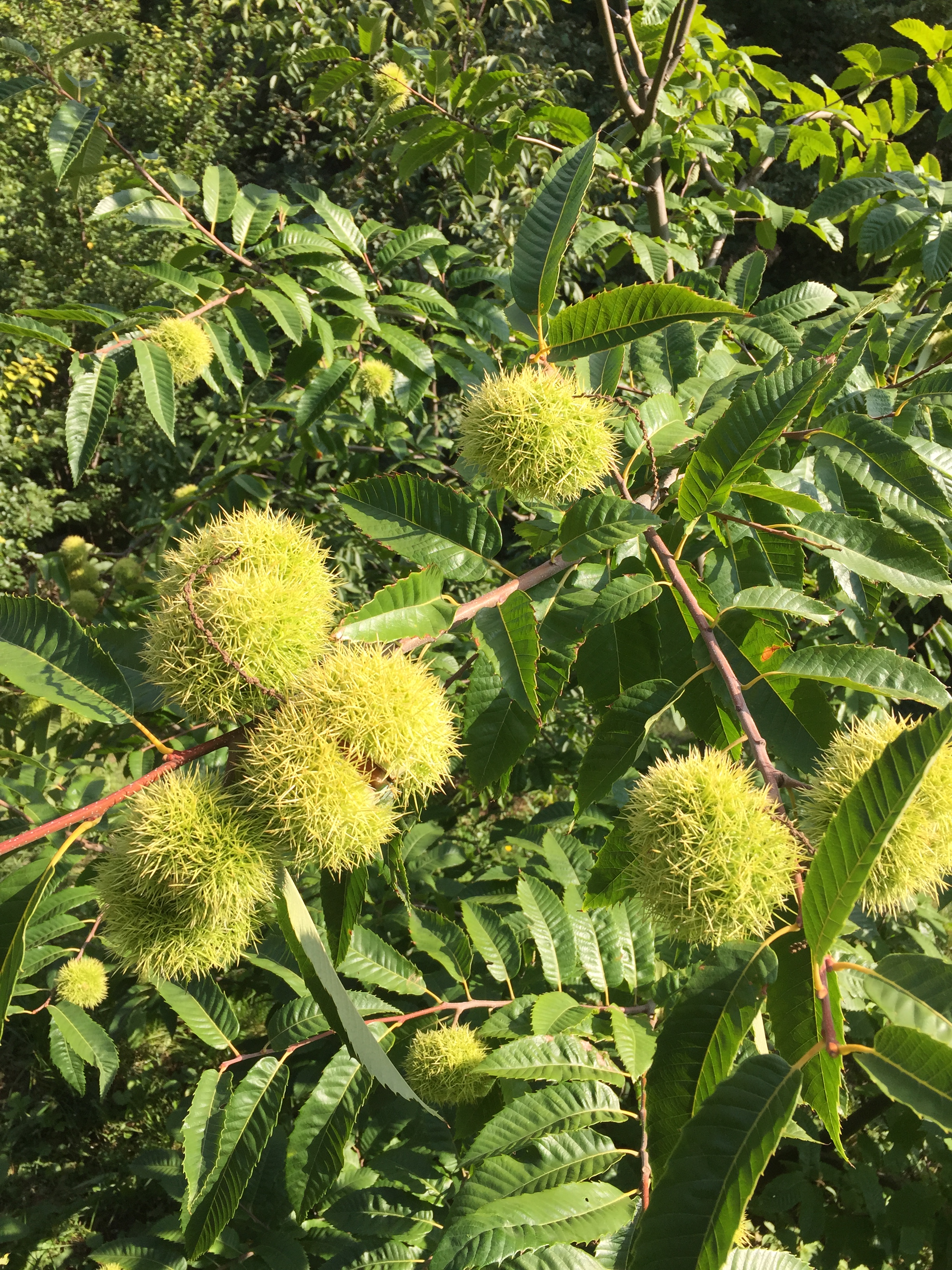 Marlhac Eurázsiai hibrid szelidgesztenye Növény enciklopédia