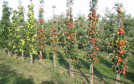 Apfelbaum rubinola schneiden