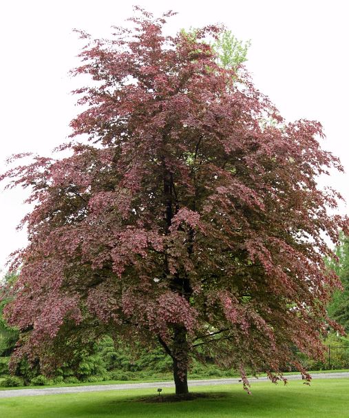 Tricolor bükk Növény enciklopédia